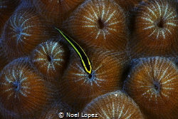 Goby, gardens of the queen, cuba by Noel Lopez 